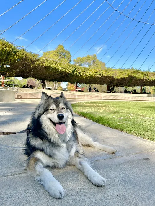 MedVet Silicon Valley Picture 8