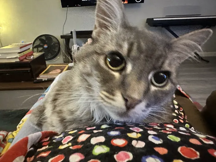 Sunnyvale Cat Clinic Picture 1