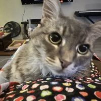 Sunnyvale Cat Clinic ico
