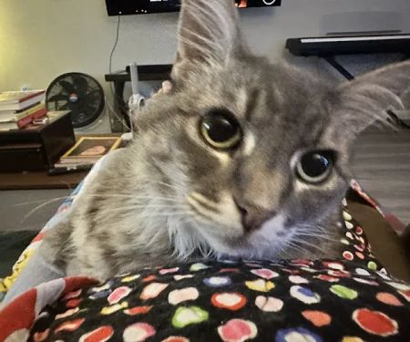 Sunnyvale Cat Clinic