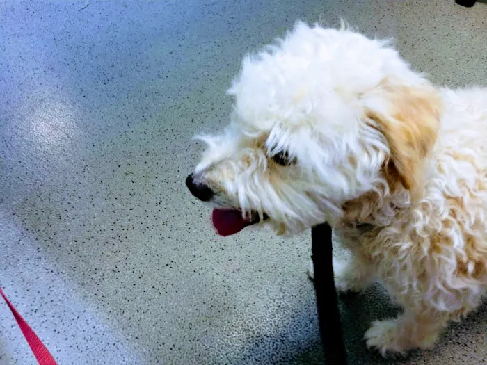 Sunnyvale Veterinary Clinic Picture 1