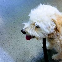 Sunnyvale Veterinary Clinic ico
