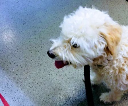 Sunnyvale Veterinary Clinic
