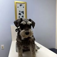 Cameron Veterinary Hospital ico