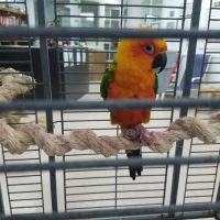 For The Birds ico