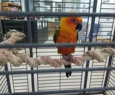 For The Birds