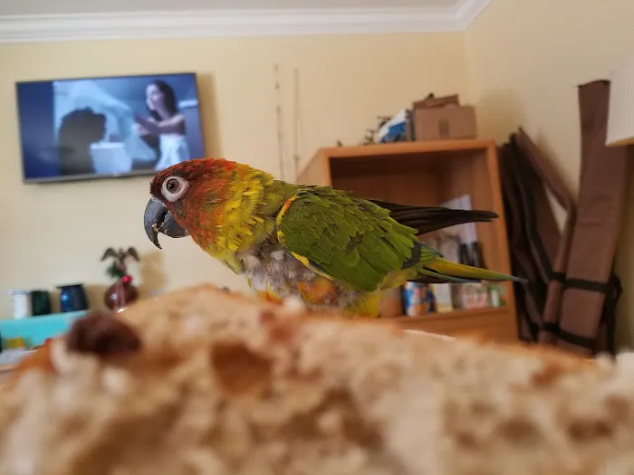 For The Birds Picture 2