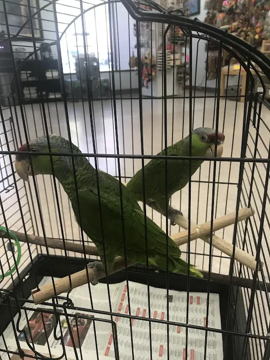 For The Birds Picture 10