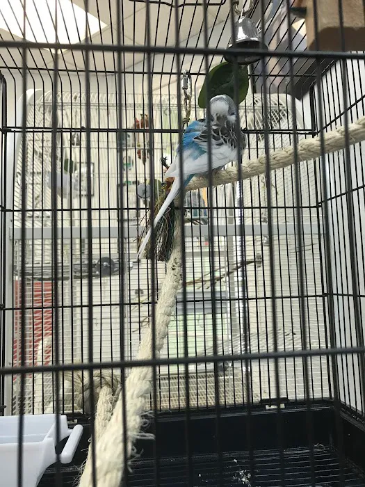 For The Birds Picture 9