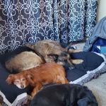 DeAnza Veterinary Clinic