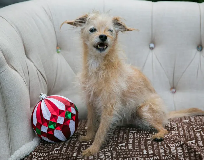 West Valley Pet Clinic Picture 7
