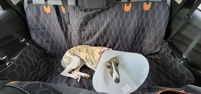 Saratoga Veterinary Hospital Picture 1