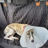 Saratoga Veterinary Hospital ico