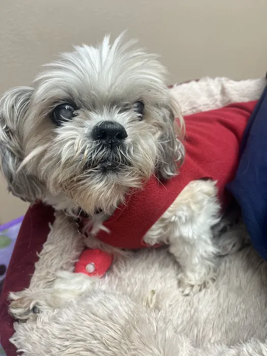 Saratoga Veterinary Hospital Picture 7