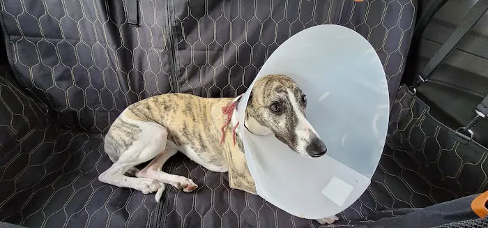 Saratoga Veterinary Hospital Picture 8