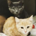 Reed Animal Hospital Saratoga