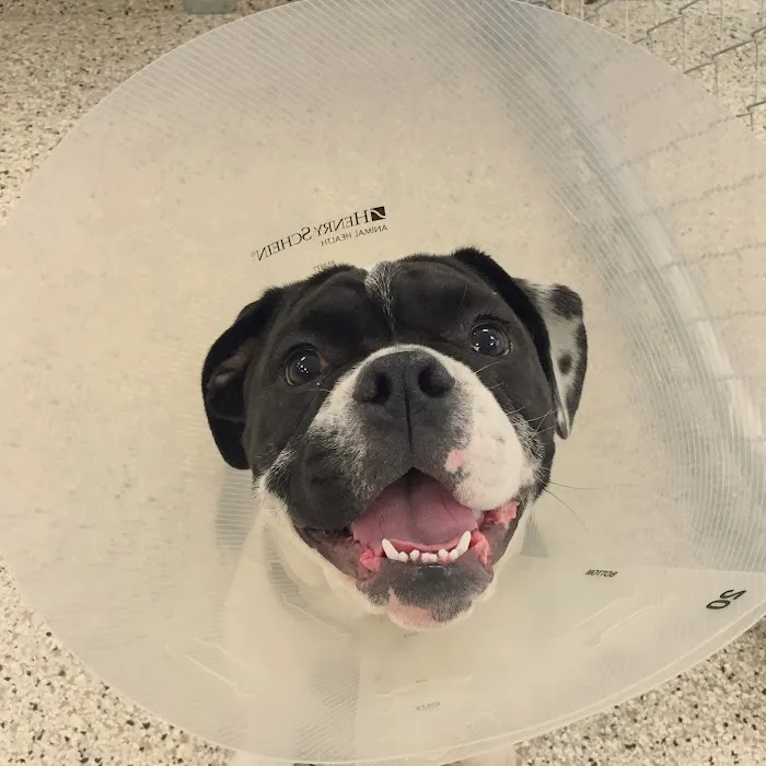 Reed Animal Hospital Saratoga Picture 4