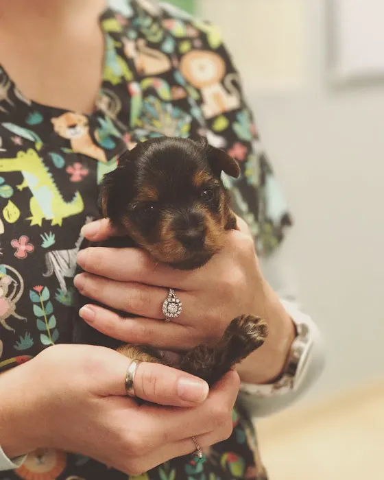 Reed Animal Hospital Saratoga Picture 8