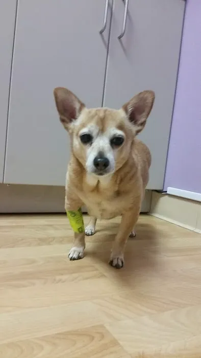 Reed Animal Hospital Saratoga Picture 10
