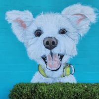 El Gato Veterinary Hospital ico