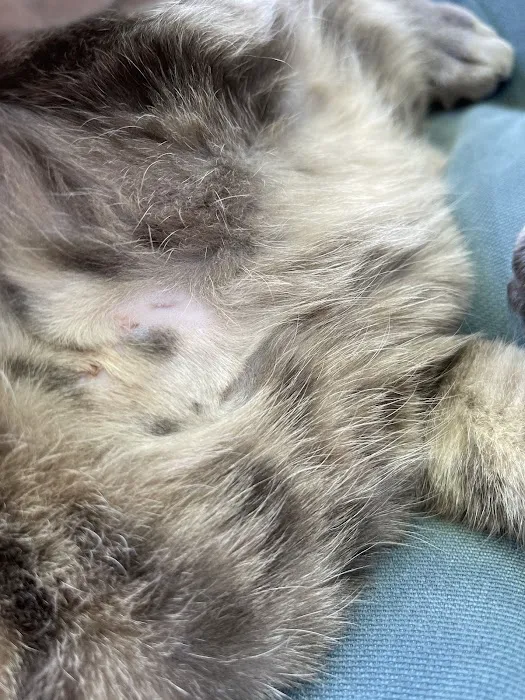 El Gato Veterinary Hospital Picture 4