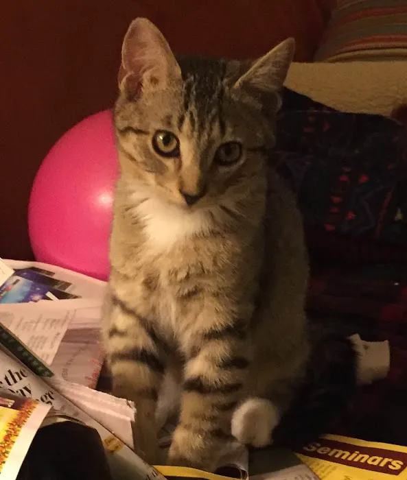 El Gato Veterinary Hospital Picture 8