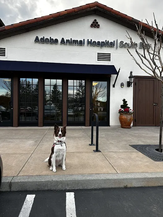 Adobe Animal Hospital South Bay Picture 7