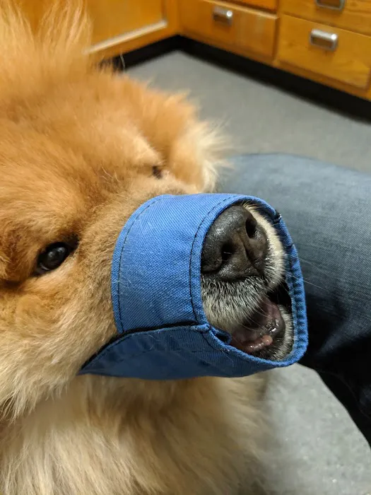 Los Gatos Dog & Cat Hospital Picture 1