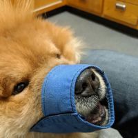 Los Gatos Dog & Cat Hospital ico