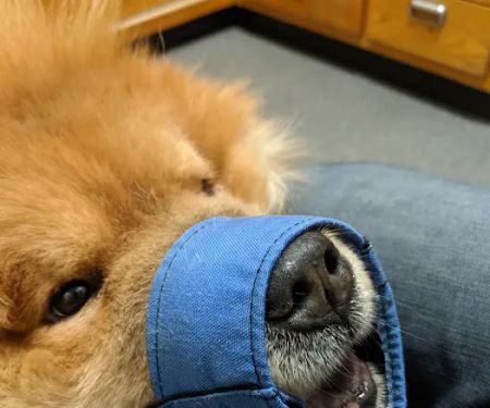 Los Gatos Dog & Cat Hospital