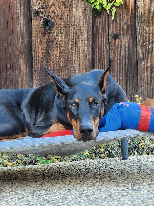 Los Gatos Dog & Cat Hospital Picture 3
