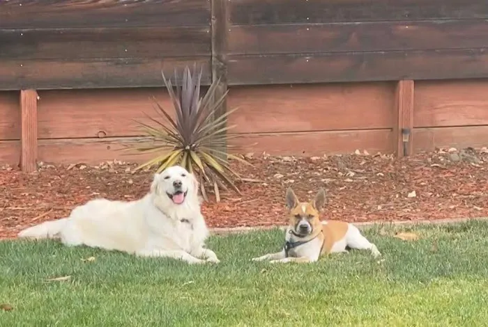 Los Gatos Dog & Cat Hospital Picture 9
