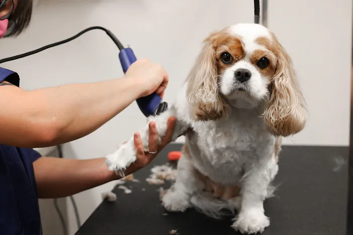 VCA Animal Hospital of Los Gatos Picture 2