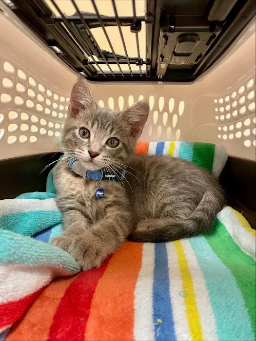 VCA Animal Hospital of Los Gatos Picture 6