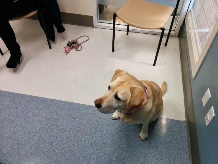 The Whole Pet Vet Hospital and Wellness Center Picture 5