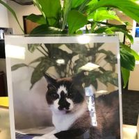 Loving at Home Pet Euthanasia ico