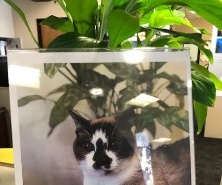 Loving at Home Pet Euthanasia