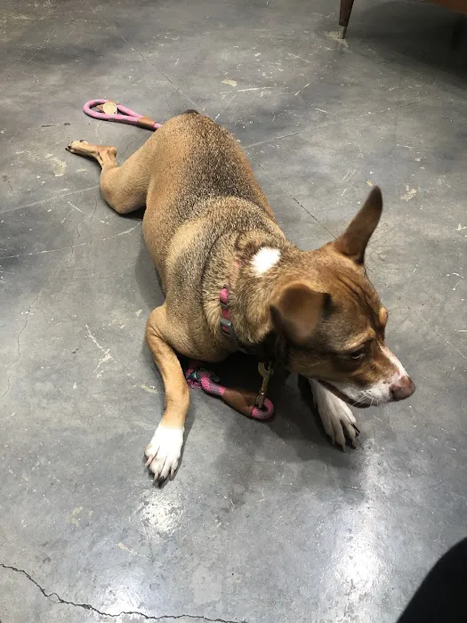 PAZ Veterinary North Picture 1