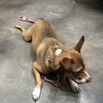 PAZ Veterinary North