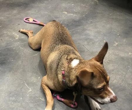 PAZ Veterinary North