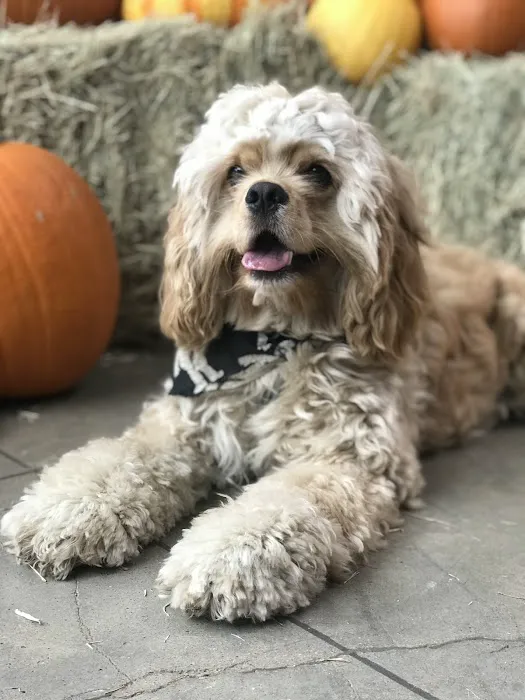 PAZ Veterinary North Picture 8