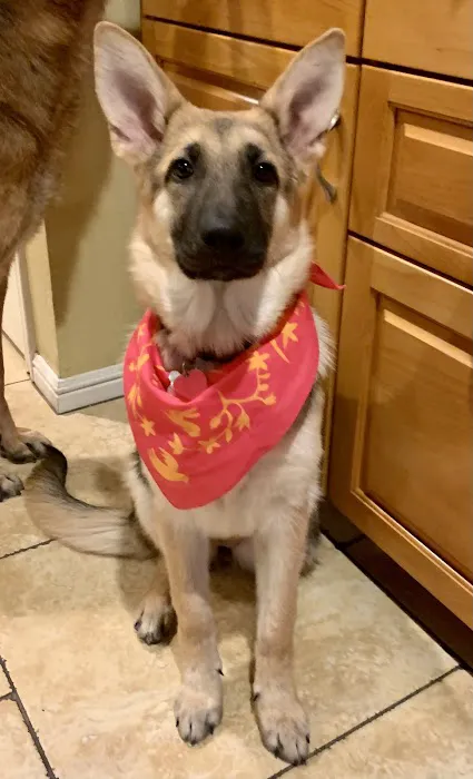 PAZ Veterinary North Picture 10