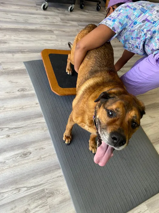 Revive Veterinary Rehab Picture 1