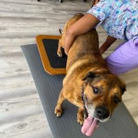 Revive Veterinary Rehab ico