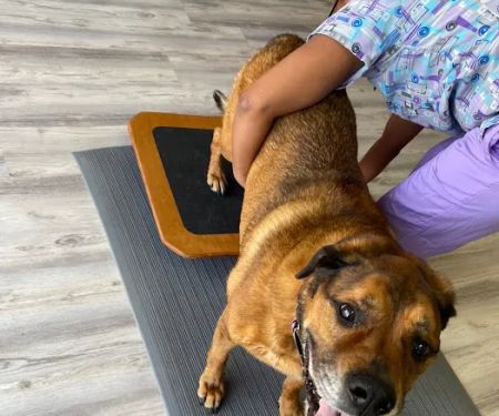 Revive Veterinary Rehab