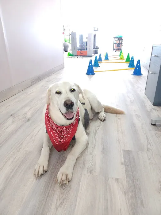 Revive Veterinary Rehab Picture 3