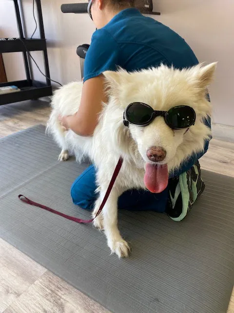 Revive Veterinary Rehab Picture 5