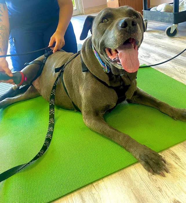 Revive Veterinary Rehab Picture 2