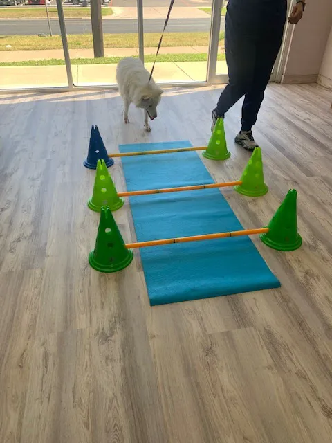 Revive Veterinary Rehab Picture 7