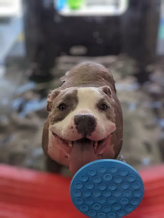 Revive Veterinary Rehab Picture 10